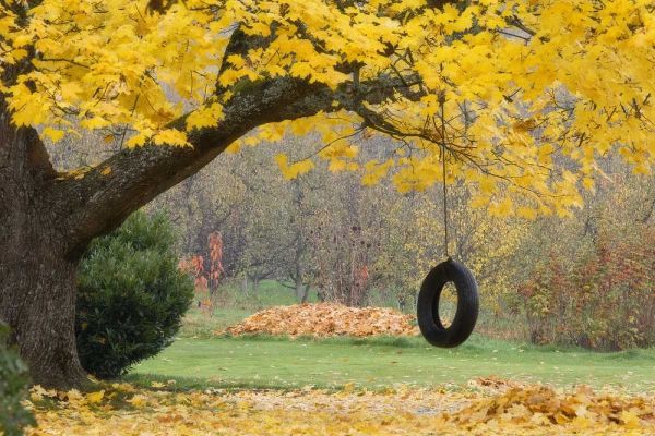 OR, Hood River Tire swing hangs from tree branch